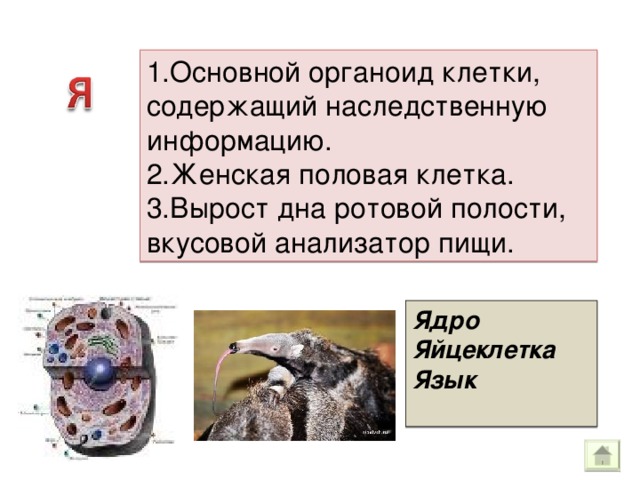 1.Основной органоид клетки, содержащий наследственную информацию. 2.Женская половая клетка. 3.Вырост дна ротовой полости, вкусовой анализатор пищи. Ядро Яйцеклетка Язык  