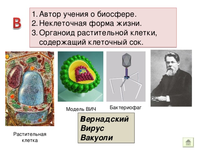 Автор учения о биосфере . Неклеточная форма жизни. Органоид растительной клетки, содержащий клеточный сок.  В ернадский Вирус Вакуоли 