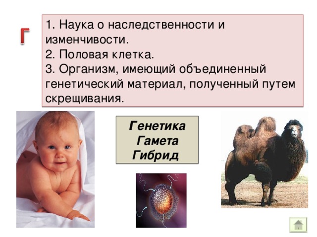 1. Наука о наследственности и изменчивости . 2. Половая клетка. 3. Организм, имеющий объединенный генетический материал, полученный путем скрещивания. Г енетика Гамета Гибрид 