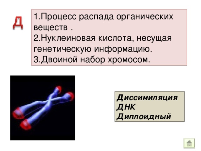 1.Процесс распада органических веществ . 2.Нуклеиновая кислота, несущая генетическую информацию. 3.Двоиной набор хромосом. Д иссимиляция ДНК Диплоидный 