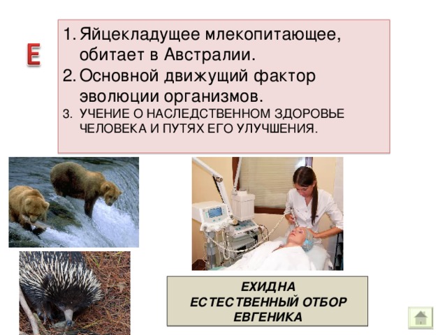 Яйцекладущее млекопитающее, обитает в Австралии . Основной движущий фактор эволюции организмов. УЧЕНИЕ О НАСЛЕДСТВЕННОМ ЗДОРОВЬЕ ЧЕЛОВЕКА И ПУТЯХ ЕГО УЛУЧШЕНИЯ.  ЕХИДНА ЕСТЕСТВЕННЫЙ ОТБОР ЕВГЕНИКА 