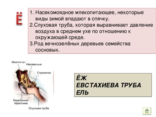 Насекомоядное млекопитающее, некоторые виды зимой впадают в спячку. 2.Слуховая труба, которая выравнивает давление воздуха в среднем ухе по отношению к окружающей среде. 3.Род вечнозелёных деревьев семейства сосновых. ЁЖ ЕВСТАХИЕВА ТРУБА ЕЛЬ 