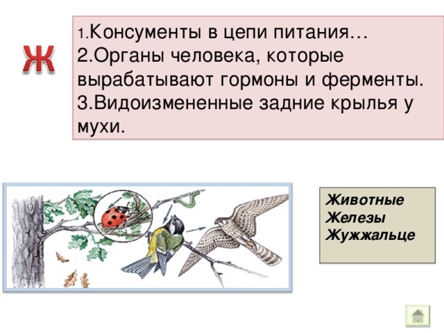 1. Консументы в цепи питания… 2.Органы человека, которые вырабатывают гормоны и ферменты. 3.Видоизмененные задние крылья у мухи. Животные Железы Жужжальце  