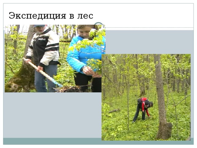 Экспедиция в лес 