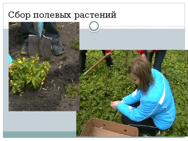 Сбор полевых растений 