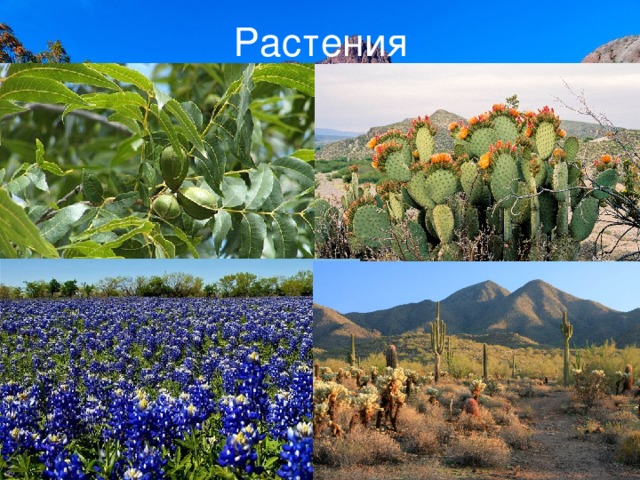 Растения 