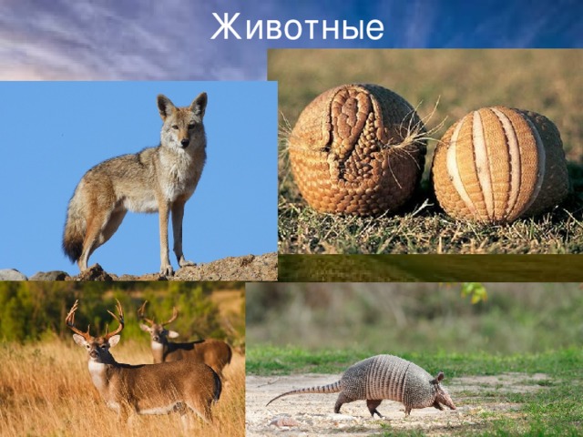 Животные 