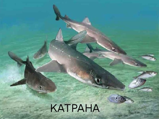 КАТРАНА 