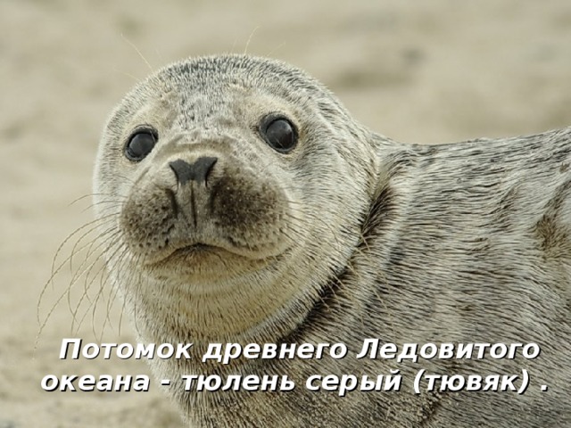 Потомок древнего Ледовитого океана - тюлень серый (тювяк)  . 