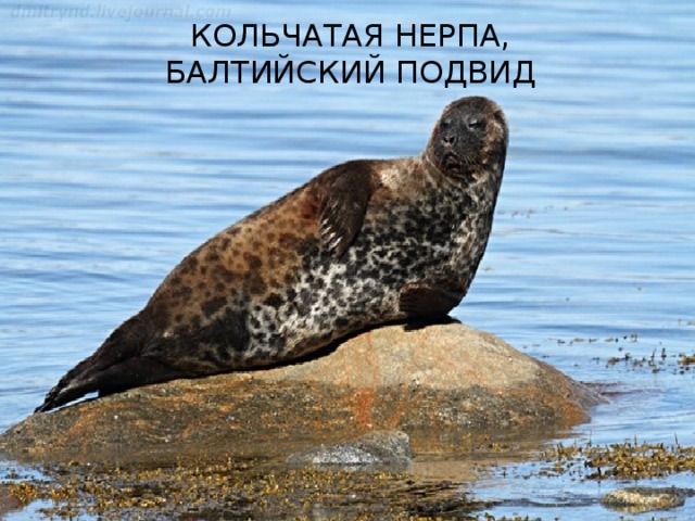 КОЛЬЧАТАЯ НЕРПА, БАЛТИЙСКИЙ ПОДВИД 
