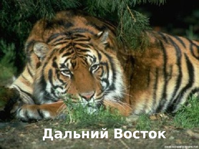 Дальний Восток 