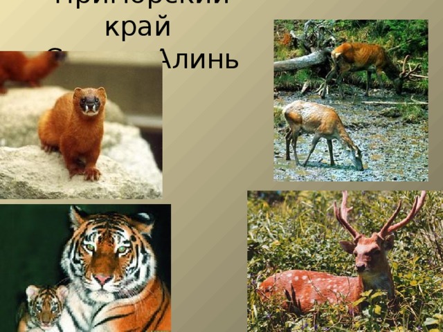Приморский край  Сихотэ-Алинь 
