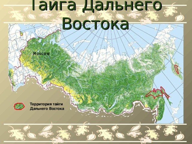 Тайга Дальнего Востока Территория тайги Дальнего Востока 