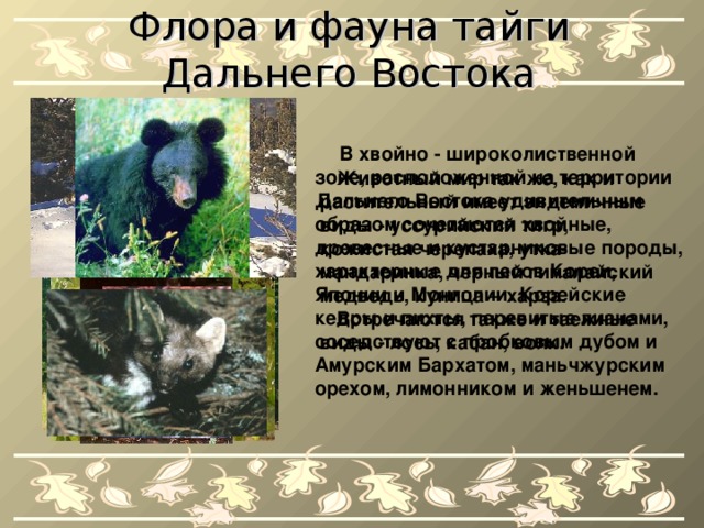 Флора и фауна тайги Дальнего Востока   В  хвойно - широколиственной зоне, расположенной на территории Дальнего Востока удивительным образом сочетаются хвойные, древесные и кустарниковые породы, характерные для лесов Кореи, Японии и Монголии. Корейские кедры и пихты, перевитые лианами, соседствуют с пробковым дубом и Амурским Бархатом, маньчжурским орехом, лимонником и женьшенем.  Животный мир так же, как и растительный имеет эндемичные виды - уссурийский тигр, кожистая черепаха, утка-мандаринка, черный гималайский медведь, куница – харза.  Встречаются также и таежные виды - лось, кабан, волк. 