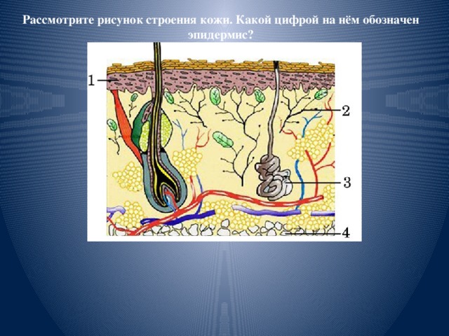 Рассмотрите рисунок строения кожи. Какой цифрой на нём обозначен эпидермис? 