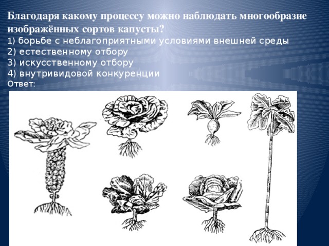 Благодаря какому процессу можно наблюдать многообразие изображённых сортов капусты? 1) борьбе с неблагоприятными условиями внешней среды 2) естественному отбору 3) искусственному отбору 4) внутривидовой конкуренции Ответ: 