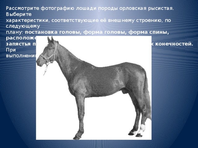 Рассмотрите фотографию лошади породы орловская рысистая. Выберите характеристики, соответствующие её внешнему строению, по следующему плану: постановка головы, форма головы, форма спины, расположение запястья передней конечности, постановка задних конечностей. При выполнении работы используйте линейку и карандаш. 