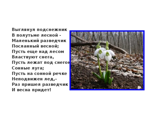 19 апреля - День подснежника  Первым вылез из землицы,  на проталинке,  Он мороза не боится,  хоть и маленький . 