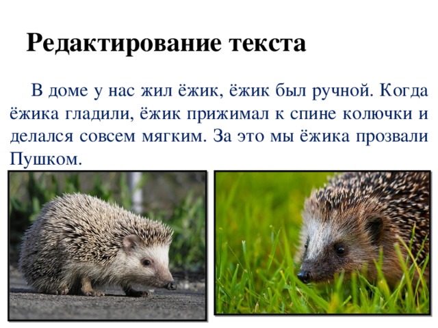 Редактирование текста  В доме у нас жил ёжик, ёжик был ручной. Когда ёжика гладили, ёжик прижимал к спине колючки и делался совсем мягким. За это мы ёжика прозвали Пушком. 