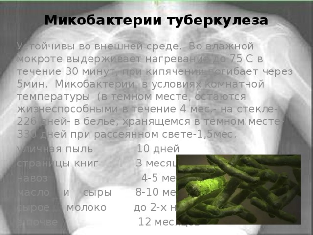 Микобактерии туберкулеза Устойчивы во внешней среде. Во влажной мокроте выдерживает нагревание до 75 С в течение 30 минут, при кипячении погибает через 5мин. Микобактерии в условиях комнатной температуры (в темном месте, остаются жизнеспособными в течение 4 мес.- на стекле- 226 дней- в белье, хранящемся в темном месте-330 дней при рассеянном свете-1,5мес. уличная пыль 10 дней страницы книг 3 месяца навоз 4-5 месяцев масло и сыры 8-10 месяцев сырое молоко до 2-х недель в почве 12 месяцев 