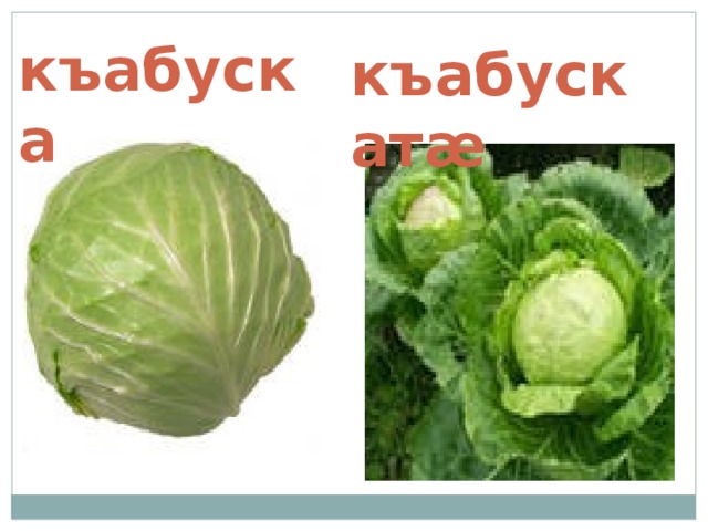 къабуска къабускат æ 