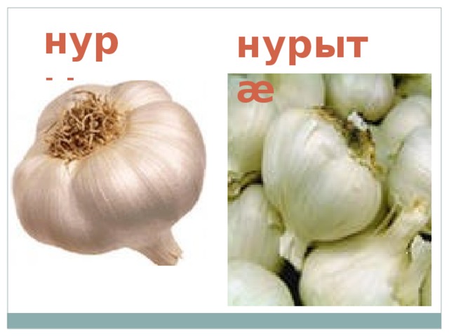 нуры нурыт æ 
