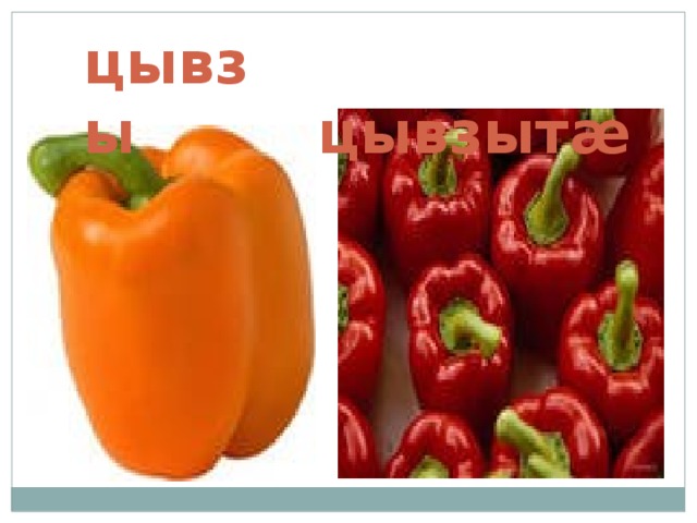 цывзы  цывзыт æ 