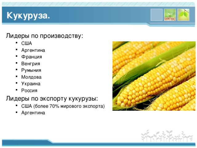 Кукуруза. Лидеры по производству: США Аргентина Франция Венгрия Румыния Молдова Украина Россия США Аргентина Франция Венгрия Румыния Молдова Украина Россия Лидеры по экспорту кукурузы: США (более 70% мирового экспорта) Аргентина США (более 70% мирового экспорта) Аргентина 