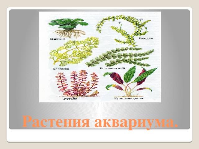 Растения аквариума. 