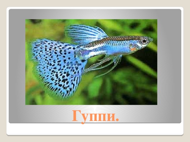 Гуппи.  