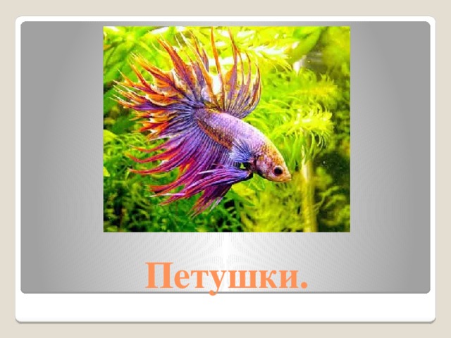 Петушки. 