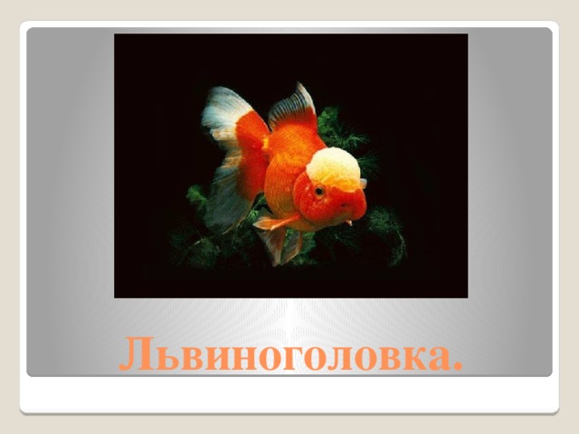 Львиноголовка.  