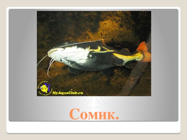Сомик.  