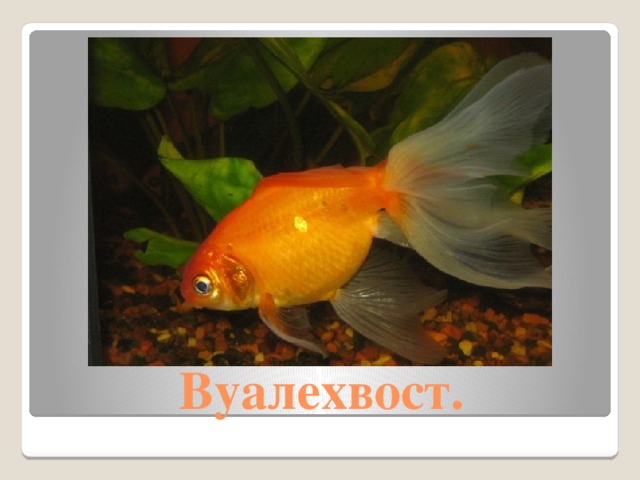 Вуалехвост.  