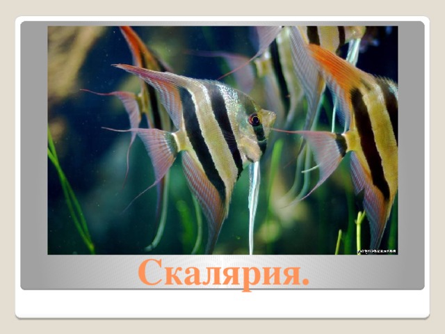 Скалярия. 