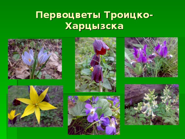 Первоцветы Троицко-Харцызска 