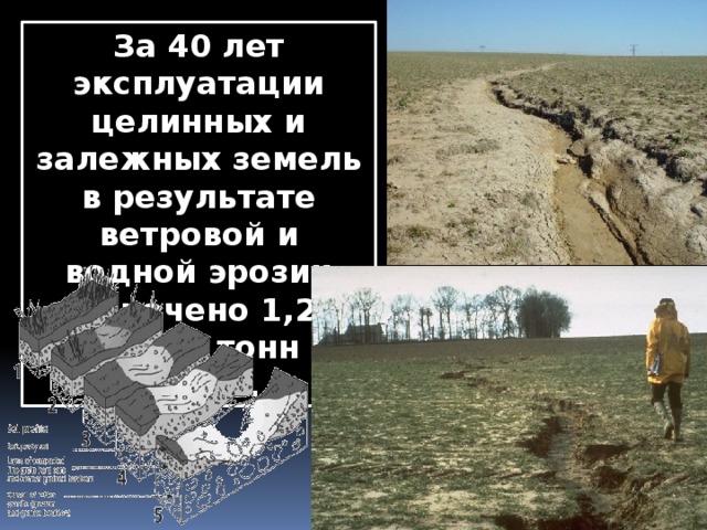 За 40 лет эксплуатации целинных и залежных земель в результате ветровой и водной эрозии утрачено 1,2 млрд. тонн гумуса. 