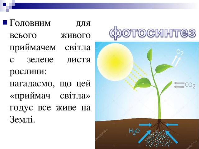 Головним для всього живого приймачем світла є зелене листя рослини: нагадаємо, що цей «приймач світла» годує все живе на Землі. 
