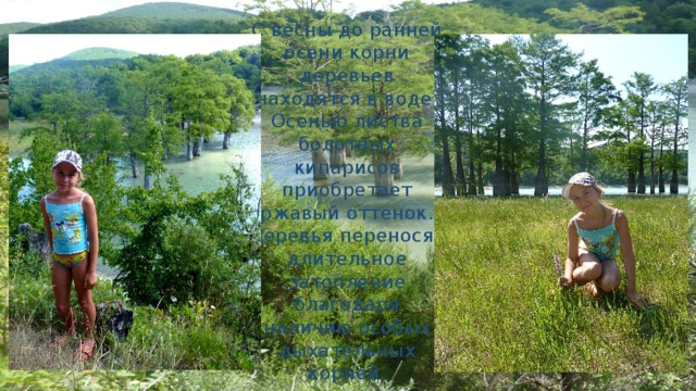 С весны до ранней осени корни деревьев находятся в воде. Осенью листва болотных кипарисов приобретает ржавый оттенок. Деревья переносят длительное затопление благодаря наличию особых дыхательных корней. 