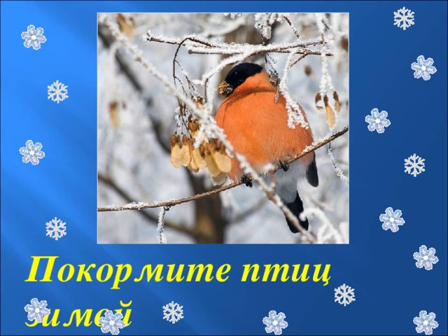 Покормите птиц зимой  Проект 1г класса 