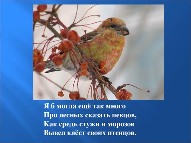 Я б могла ещё так много Про лесных сказать певцов, Как средь стужи и морозов Вывел клёст своих птенцов. 