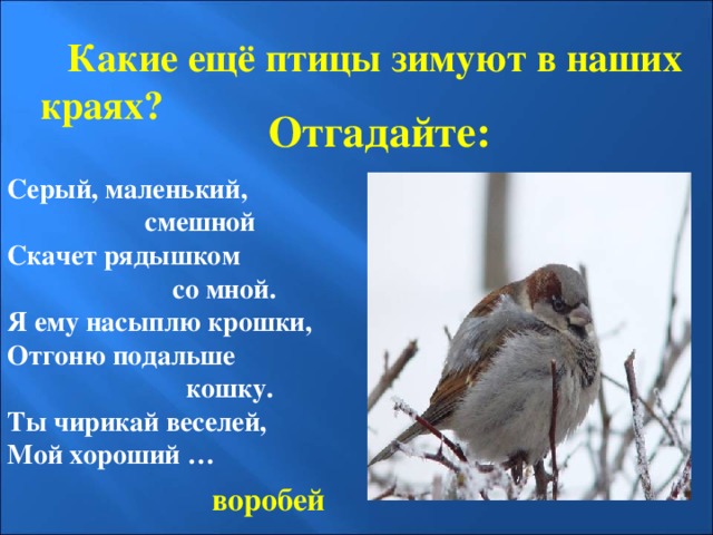  Какие ещё птицы зимуют в наших краях? Отгадайте: Серый, маленький,  смешной Скачет рядышком  со мной. Я ему насыплю крошки, Отгоню подальше  кошку. Ты чирикай веселей, Мой хороший … воробей 