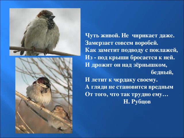 Чуть живой. Не чирикает даже. Замерзает совсем воробей. Как заметит подводу с поклажей, Из - под крыши бросается к ней. И дрожит он над зёрнышком,  бедный, И летит к чердаку своему. А гляди не становится вредным От того, что так трудно ему…  Н. Рубцов 