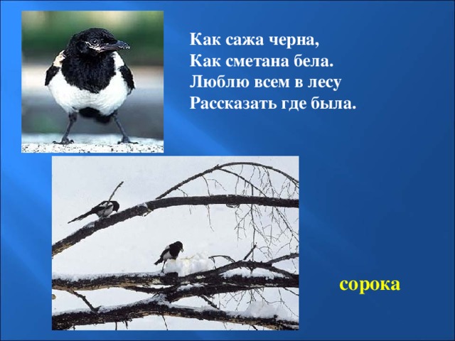Как сажа черна, Как сметана бела. Люблю всем в лесу Рассказать где была. сорока 