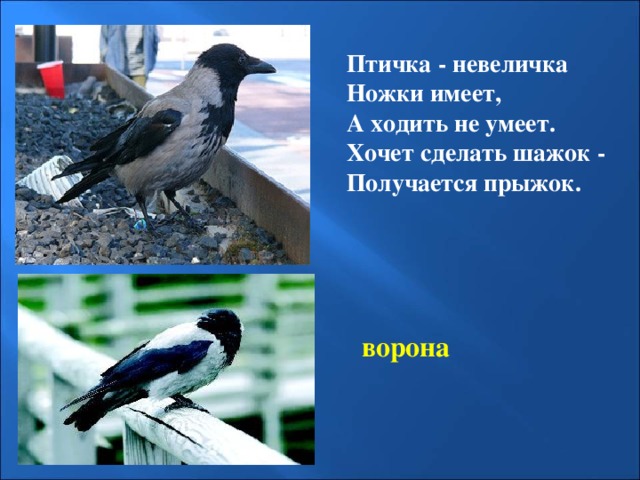 Птичка  - невеличка Ножки имеет, А ходить не умеет. Хочет сделать шажок  - Получается прыжок. ворона 
