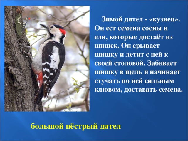  Зимой дятел - «кузнец». Он ест семена сосны и ели, которые достаёт из шишек. Он срывает шишку и летит с ней к своей столовой. Забивает шишку в щель и начинает стучать по ней сильным клювом, доставать семена.   большой пёстрый дятел 