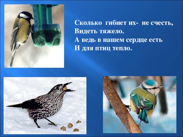 Сколько гибнет их- не счесть, Видеть тяжело. А ведь в нашем сердце есть И для птиц тепло. 