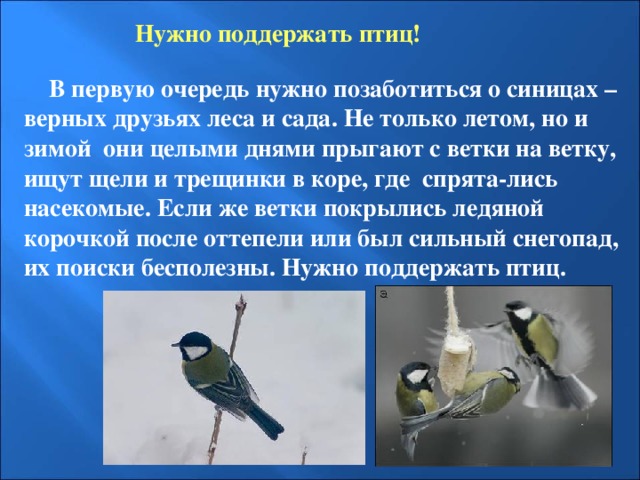 Нужно поддержать птиц!   В первую очередь нужно позаботиться о синицах – верных друзьях леса и сада. Не только летом, но и зимой они целыми днями прыгают с ветки на ветку, ищут щели и трещинки в коре, где спрята-лись насекомые. Если же ветки покрылись ледяной корочкой после оттепели или был сильный снегопад, их поиски бесполезны. Нужно поддержать птиц.  