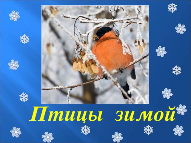 Птицы зимой 