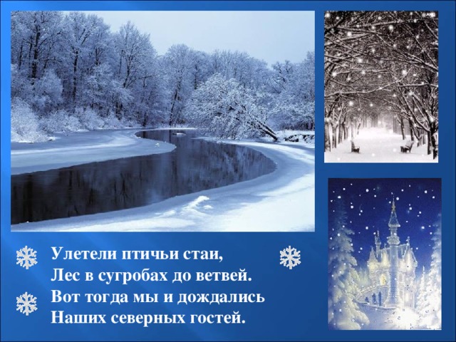Улетели птичьи стаи, Лес в сугробах до ветвей. Вот тогда мы и дождались Наших северных гостей. 